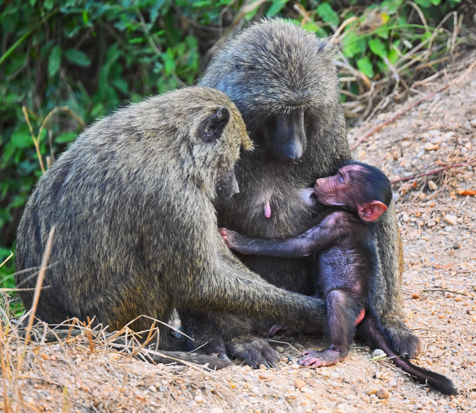 Olive baboon mother grooming her baby