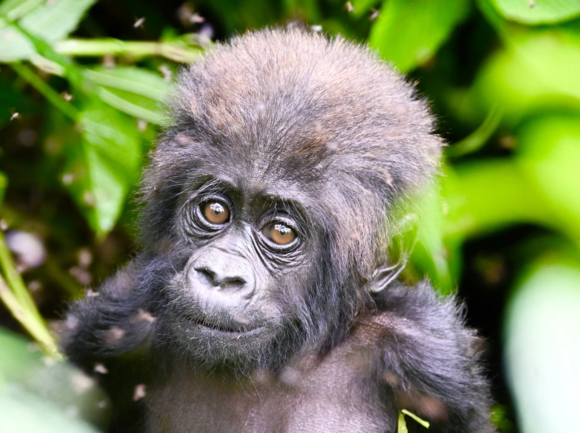 Baby mountain gorilla with expressive eyes