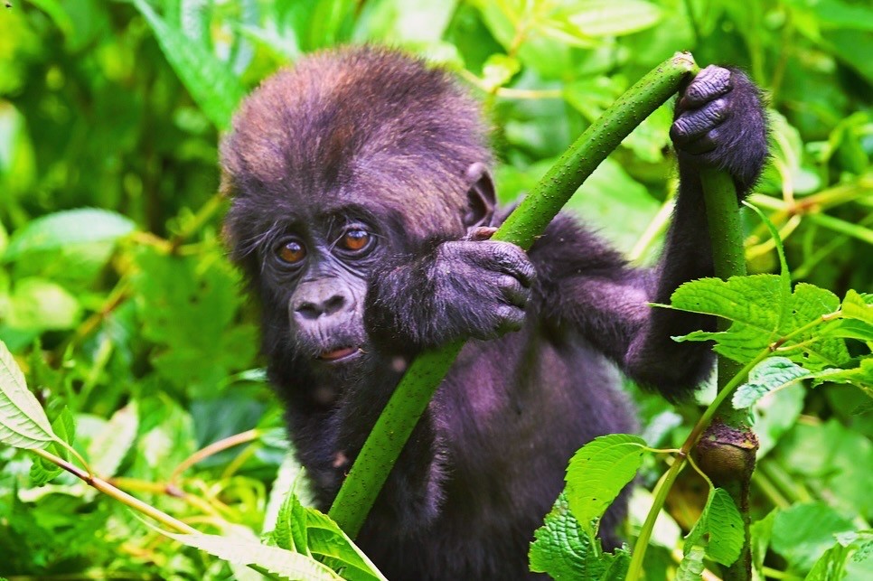 Young mountain gorilla holding onto a vine in the forest