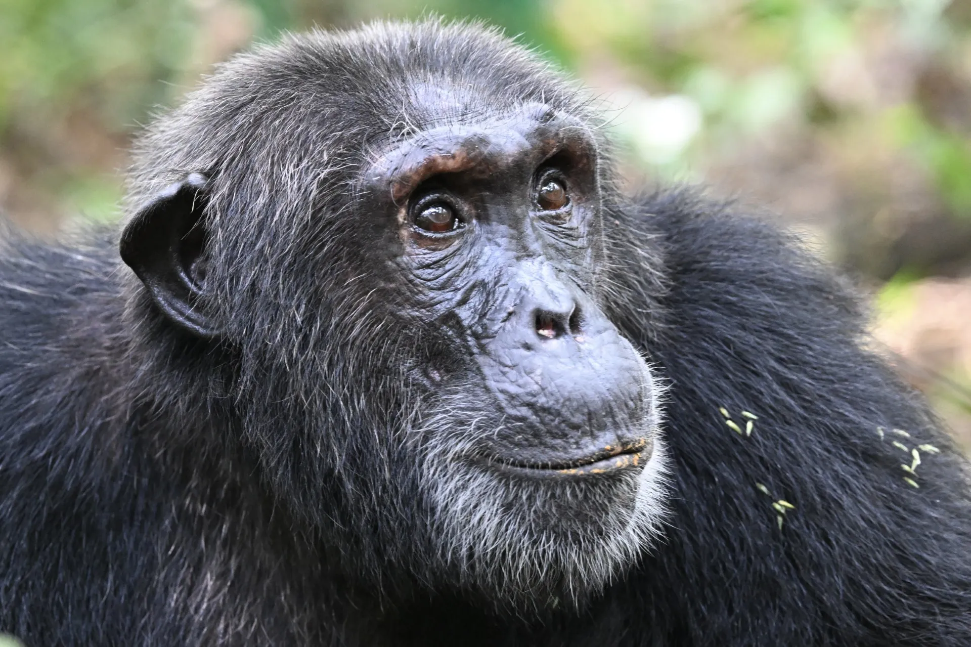 Chimpanzee portrait in the wild