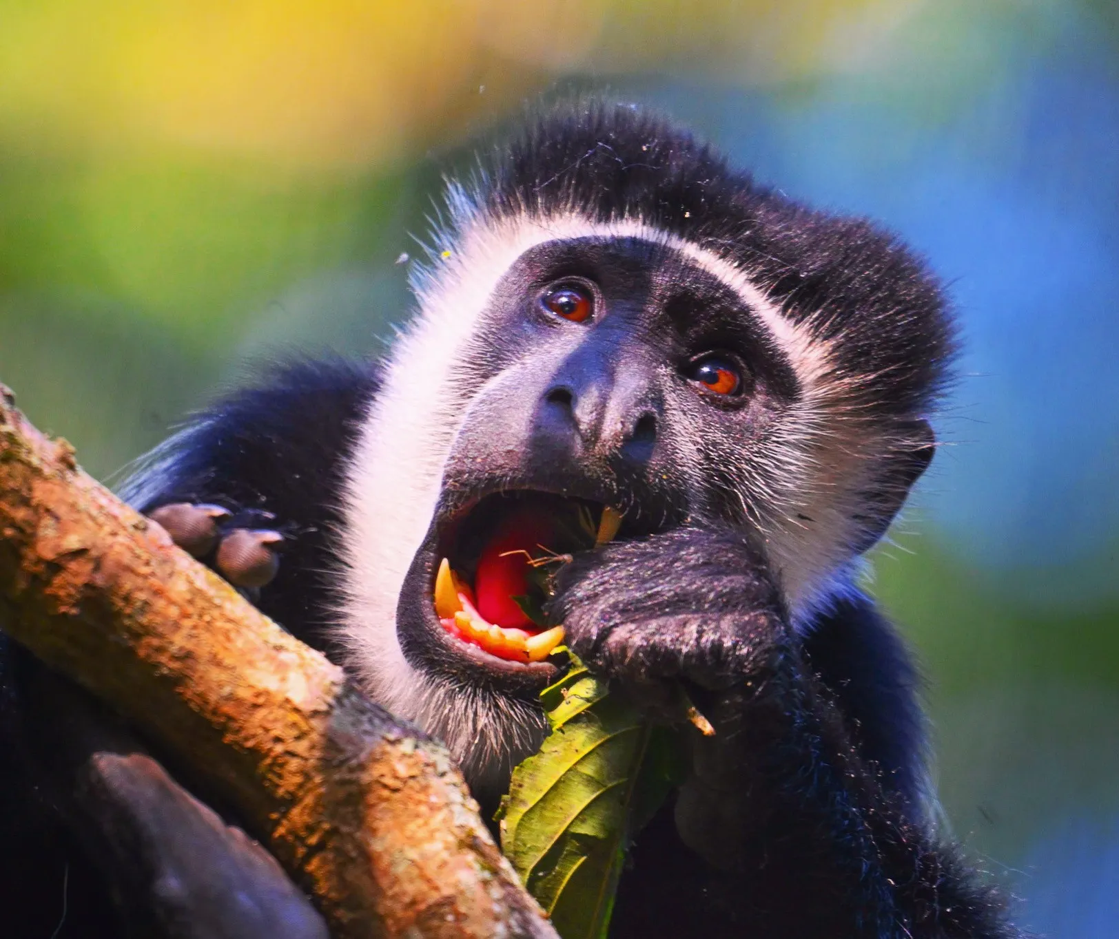 Colobus monkey in the canopy