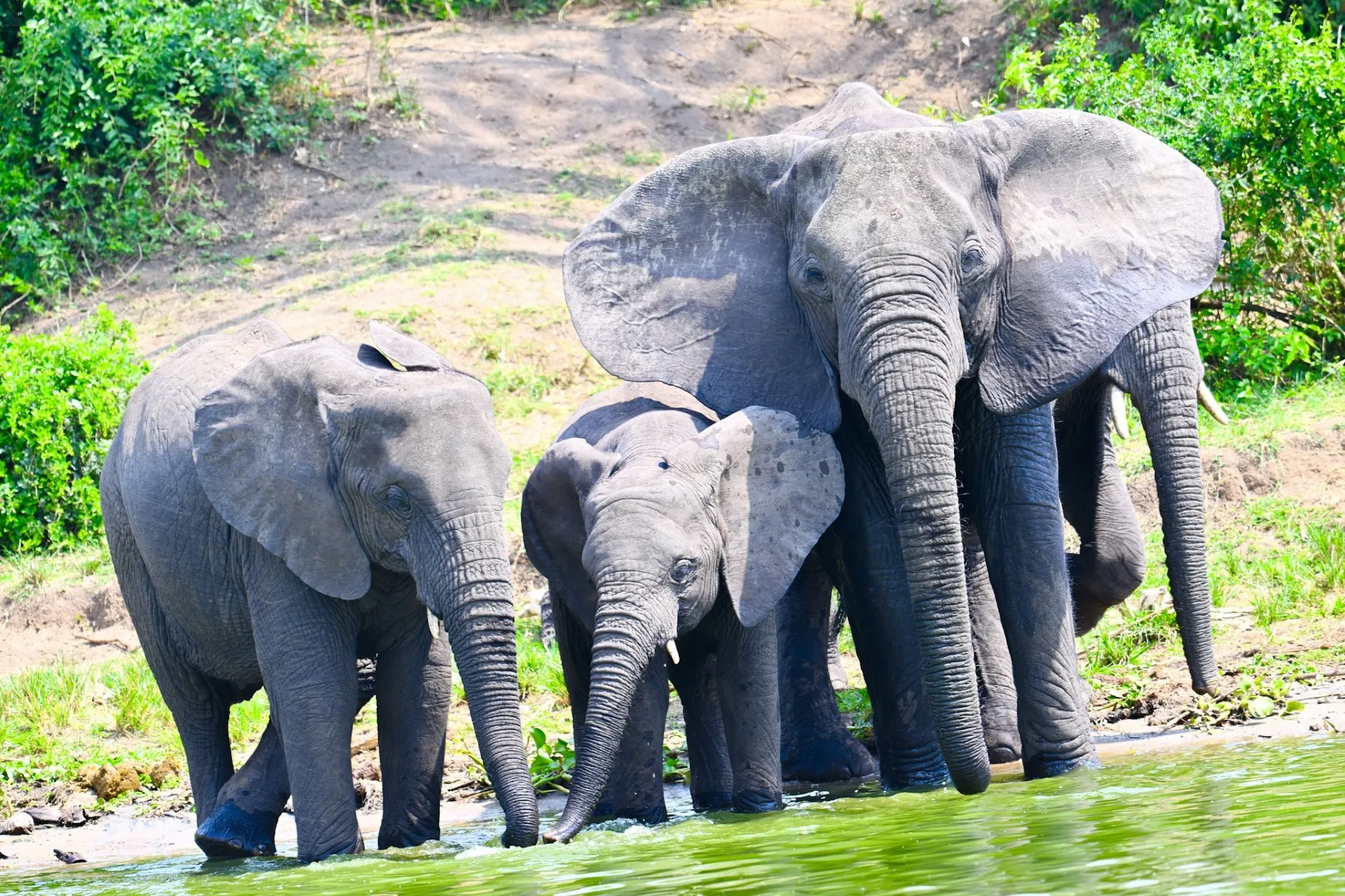 Elephant family drinking at a waterhole