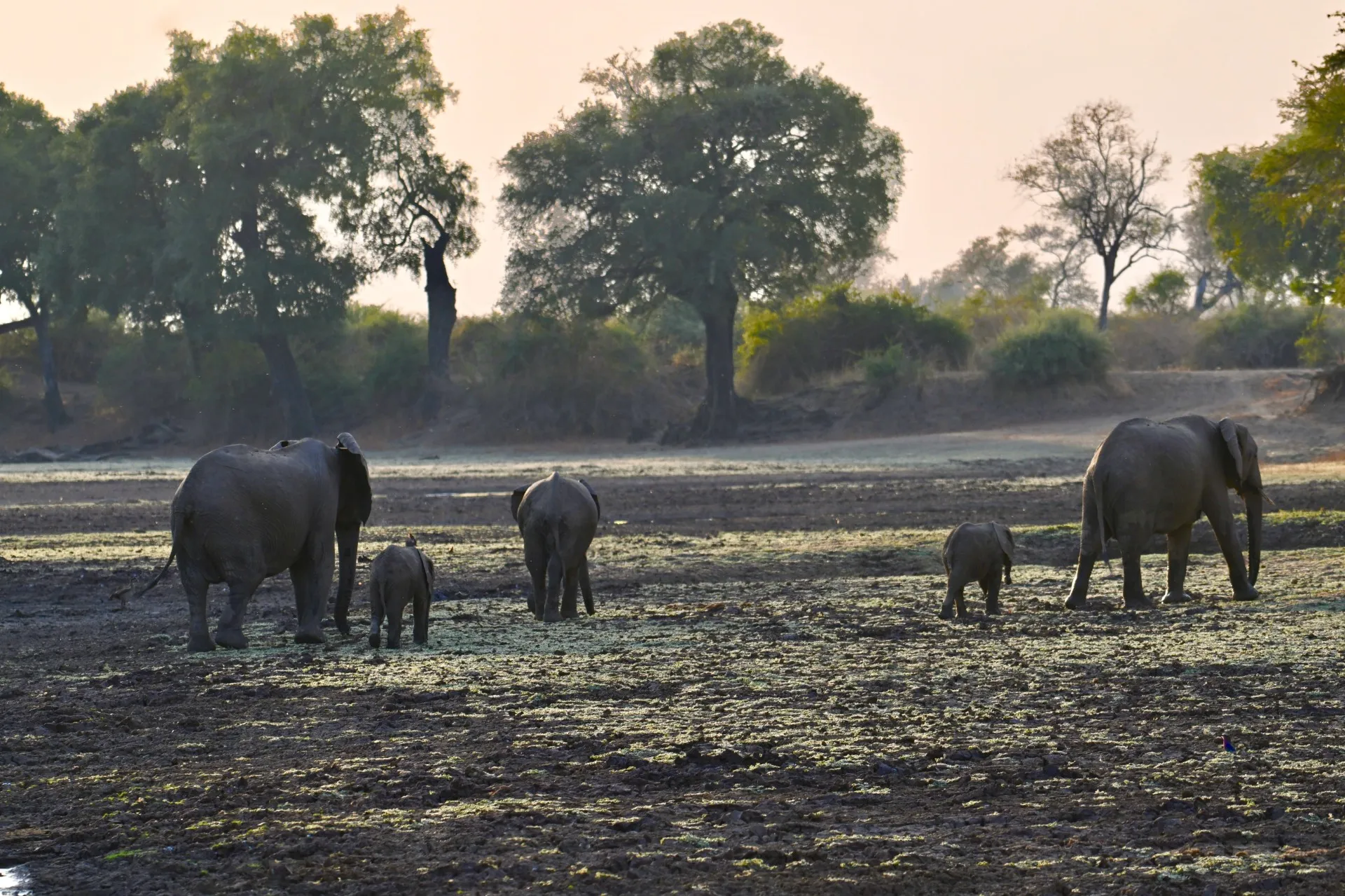 Elephant herd silhouetted against a sunset