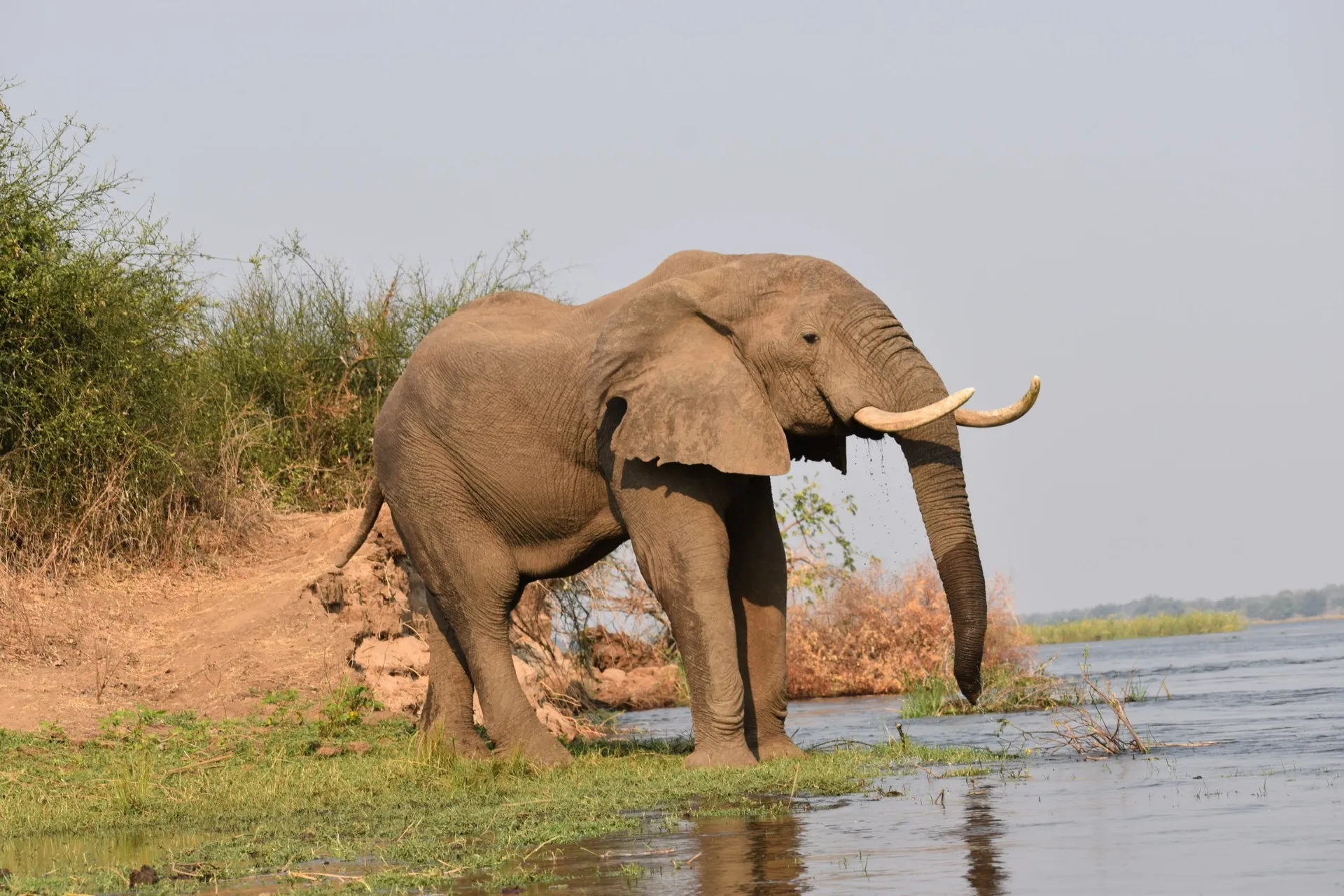 Elephants crossing a river