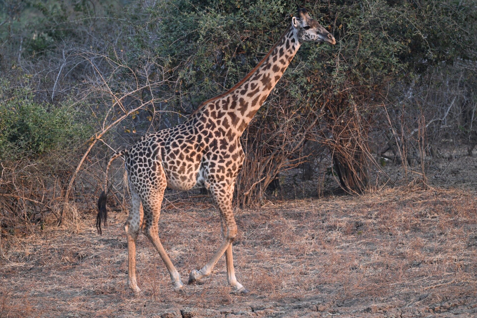 Giraffe in golden light