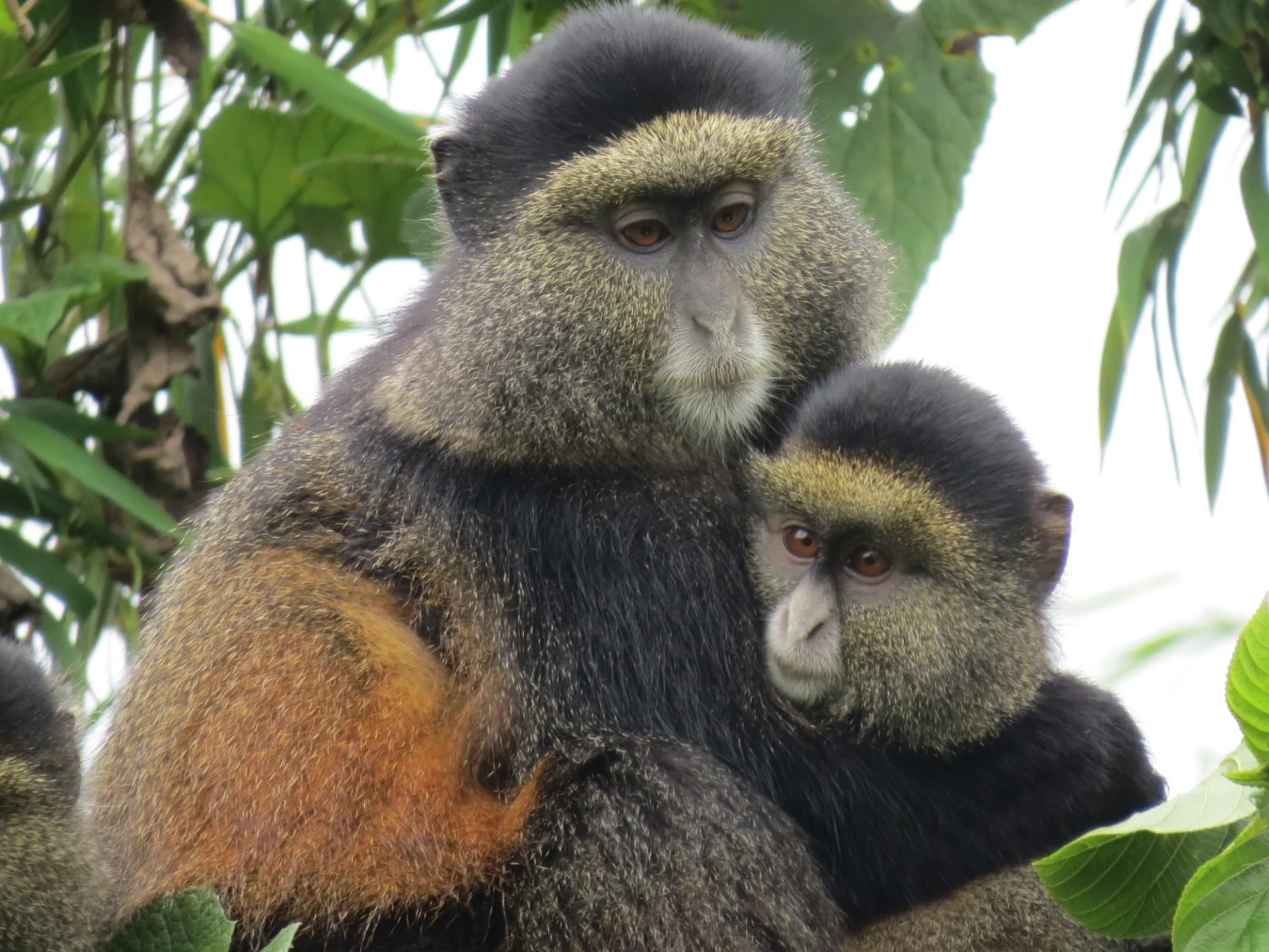 Golden monkeys in the bamboo forest