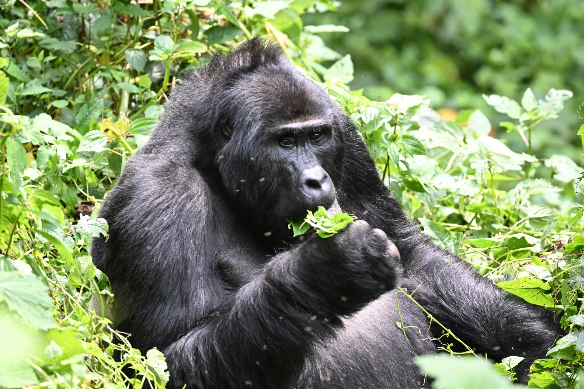 Mountain gorilla eating vegetation