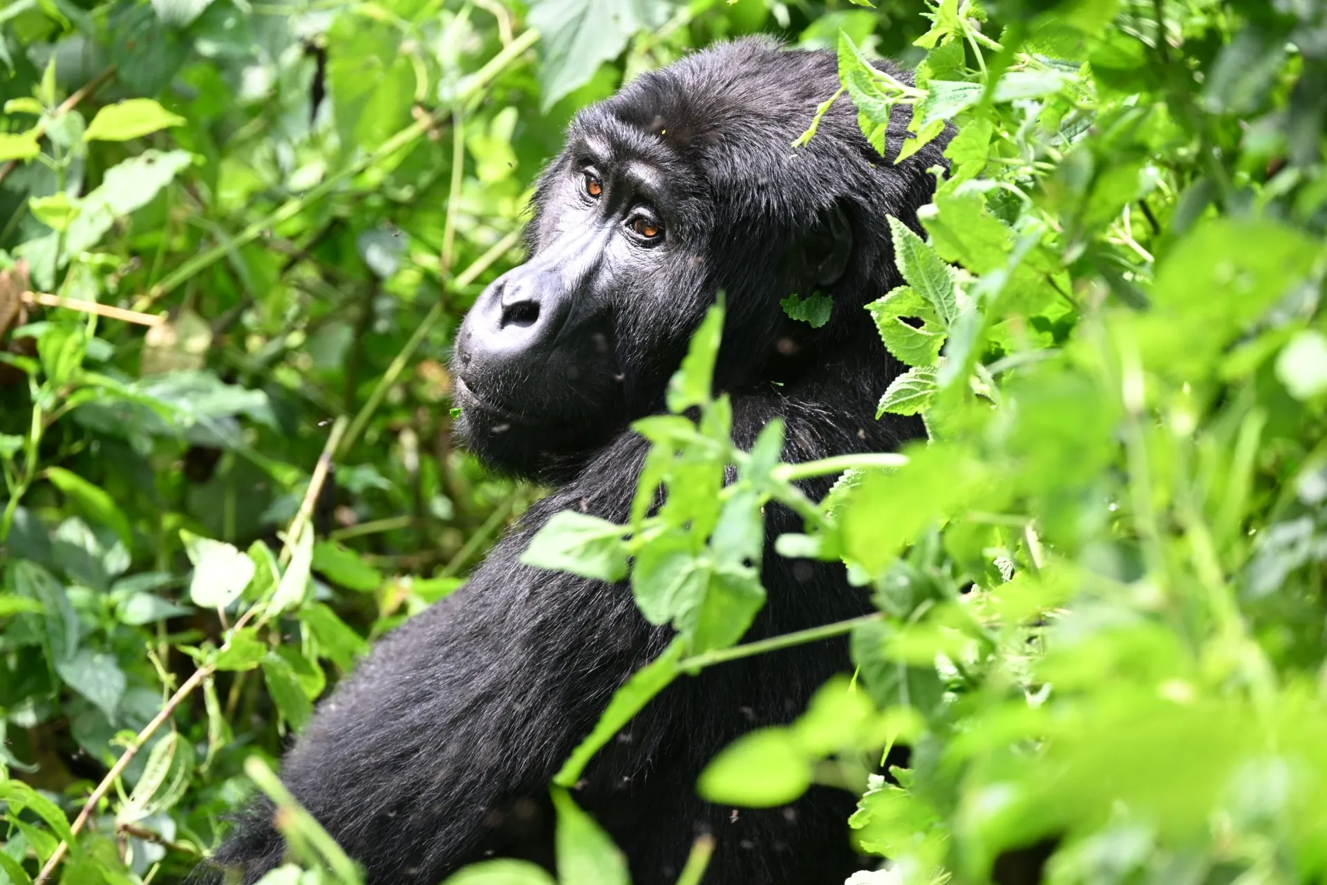 Mountain gorilla gazing through the foliage