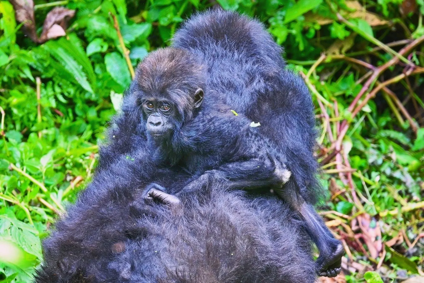 Baby gorilla riding on its mother's back