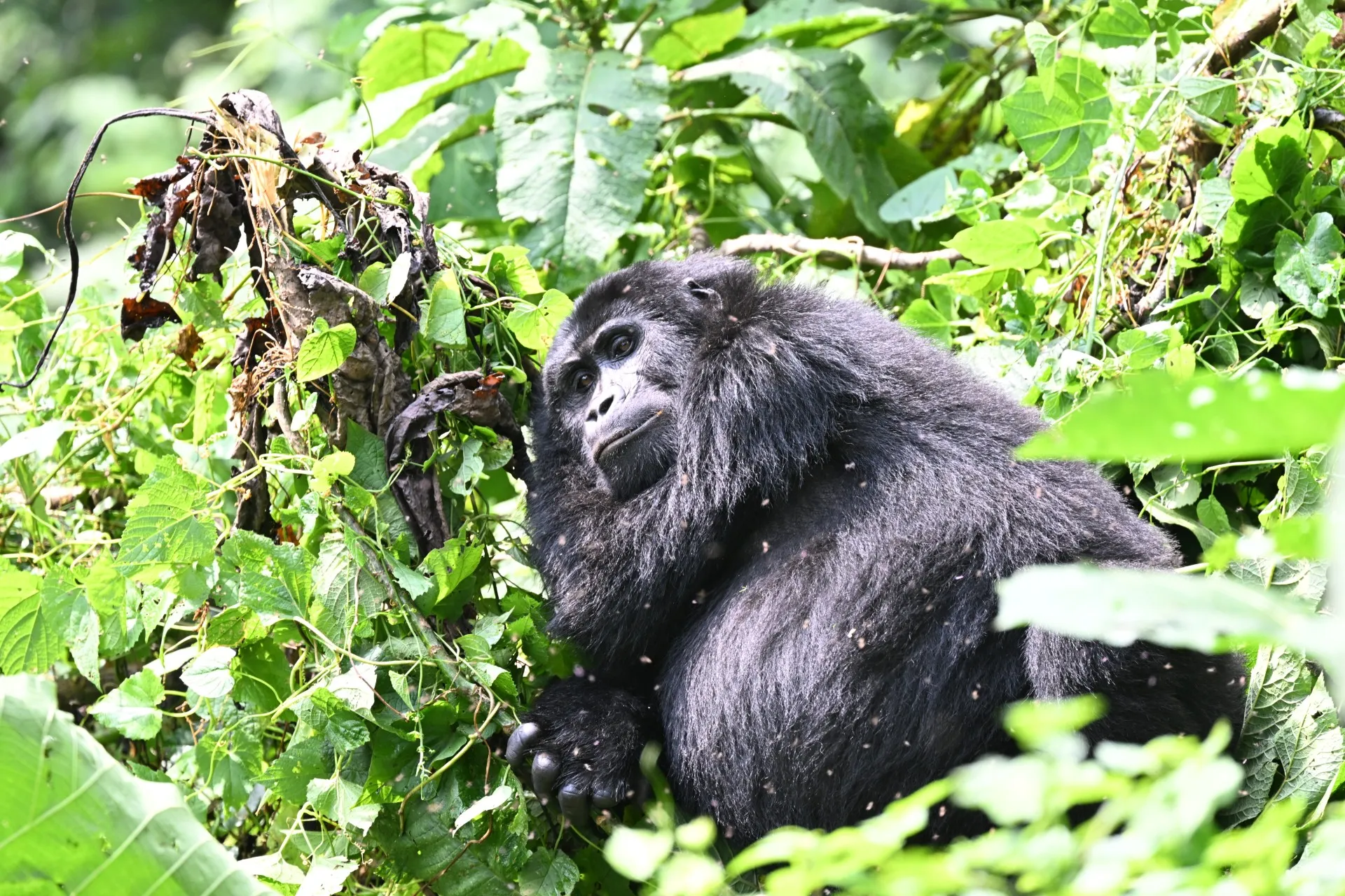 Gorilla resting in the forest