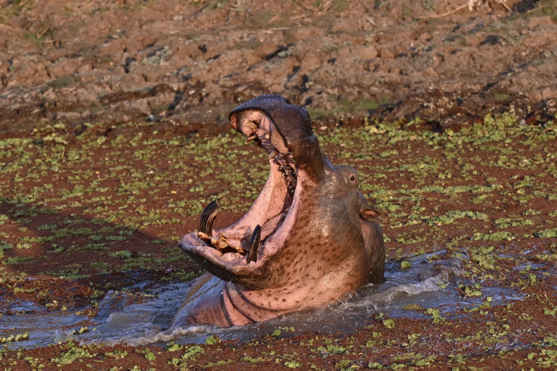 Hippo yawning in the water