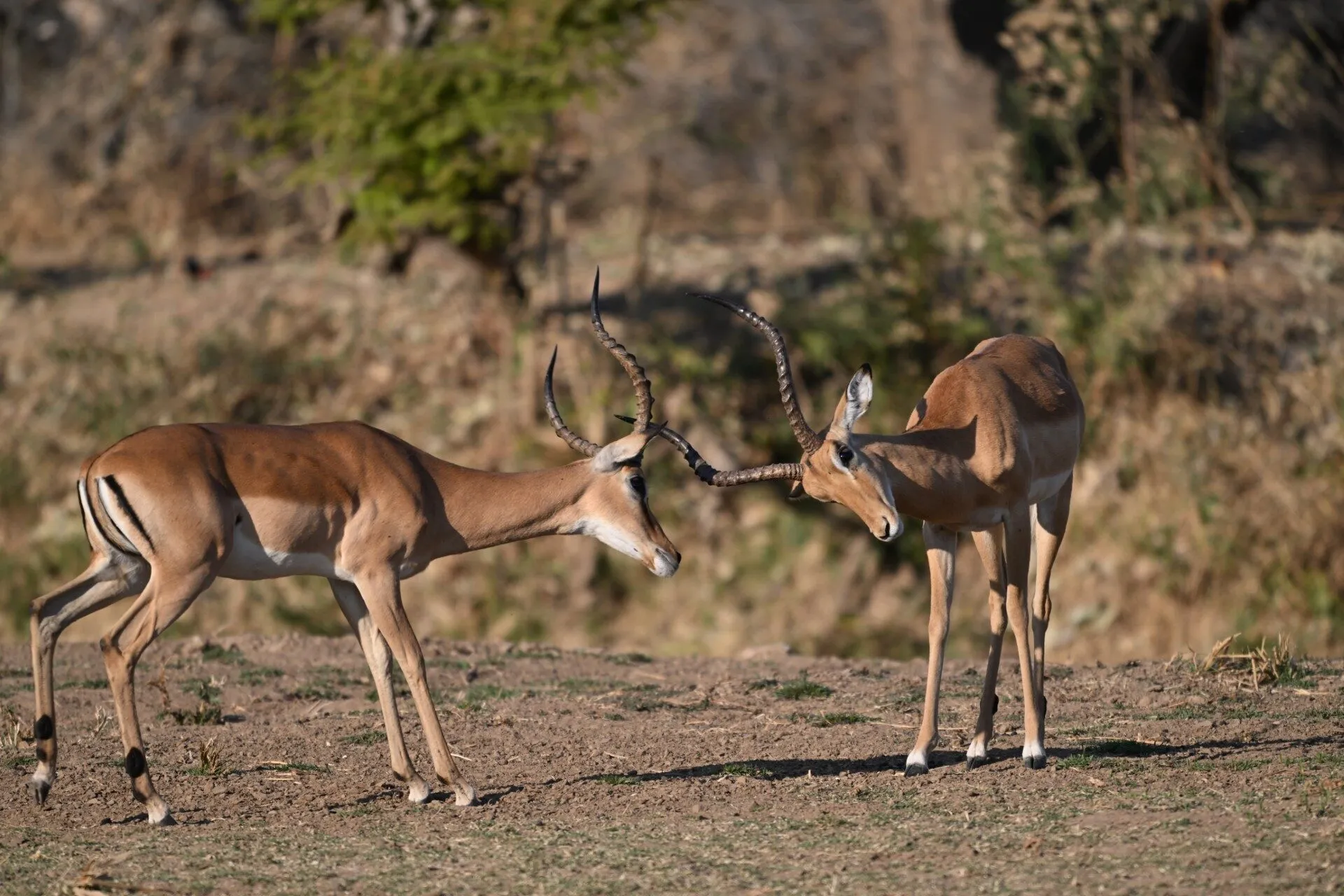 Two impala males sparring with their horns