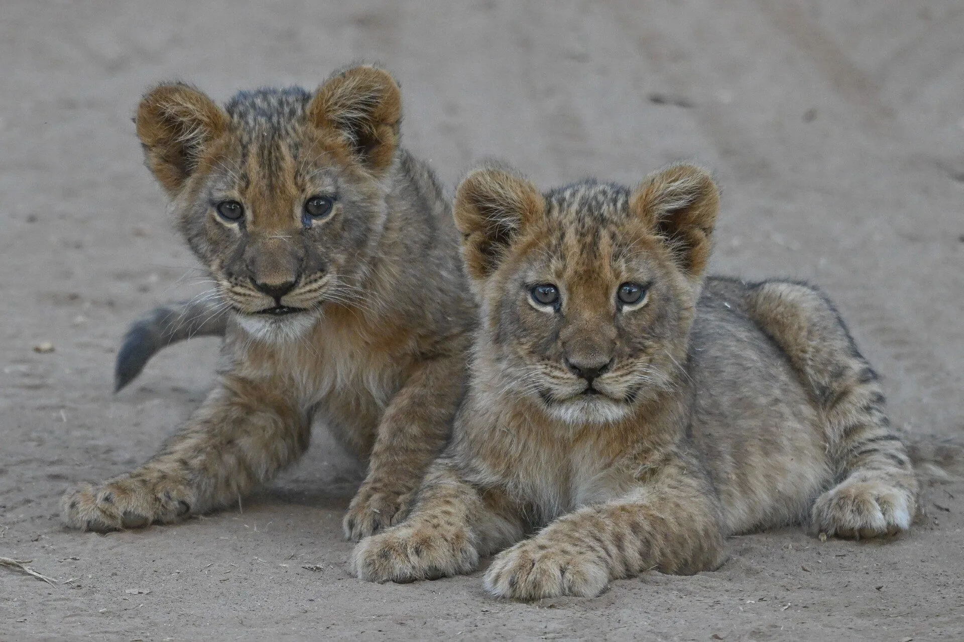 Two lion cubs lying on the ground