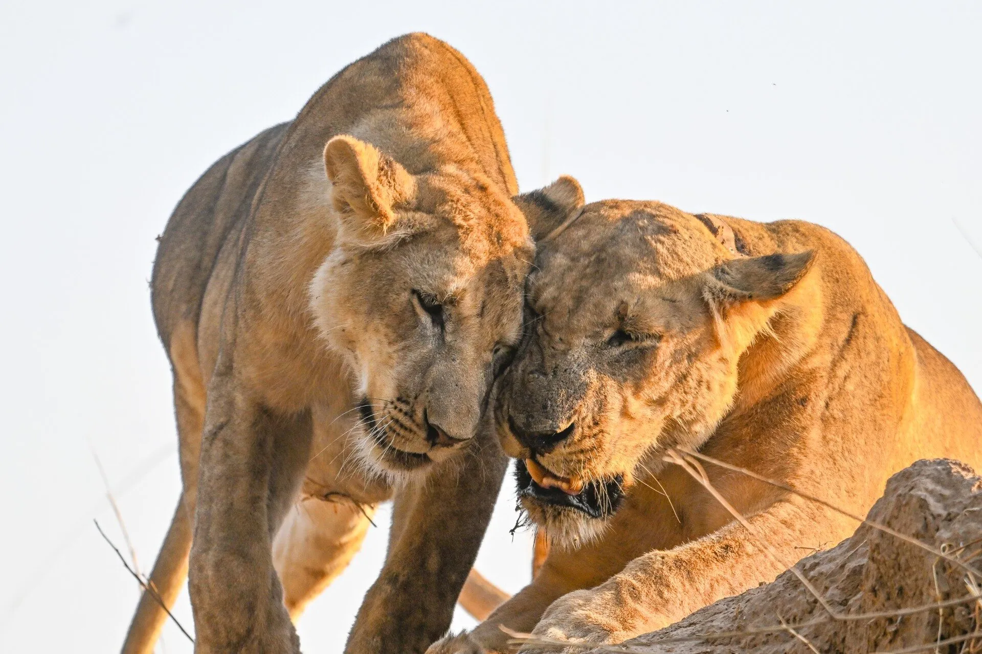 Two lionesses nuzzling in the morning light