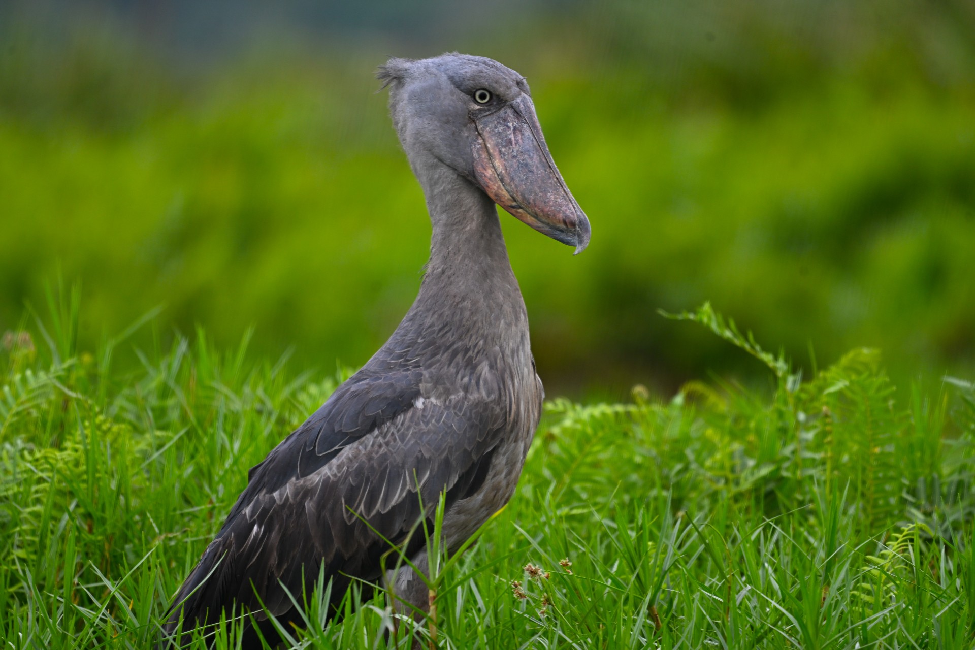 Shoebill stork in tall grass
