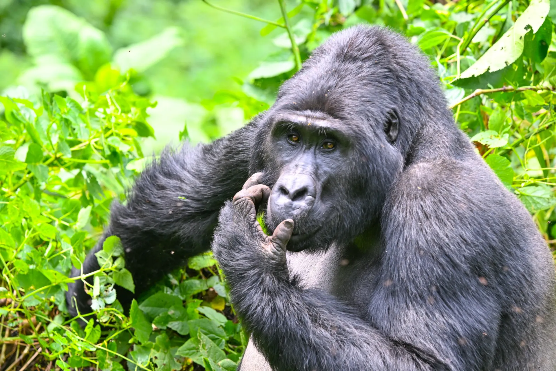 Silverback mountain gorilla in the forest