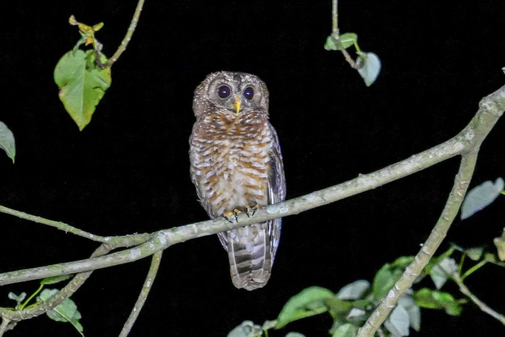 Wood owl perched on a branch at night