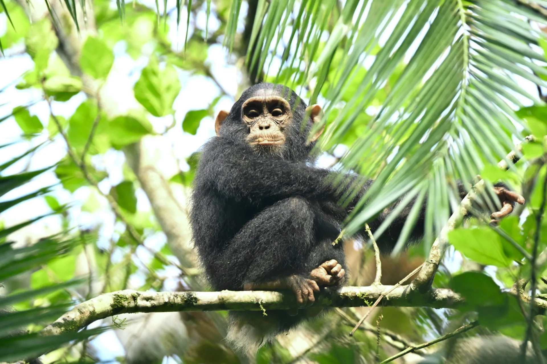 Young chimpanzee in the wild