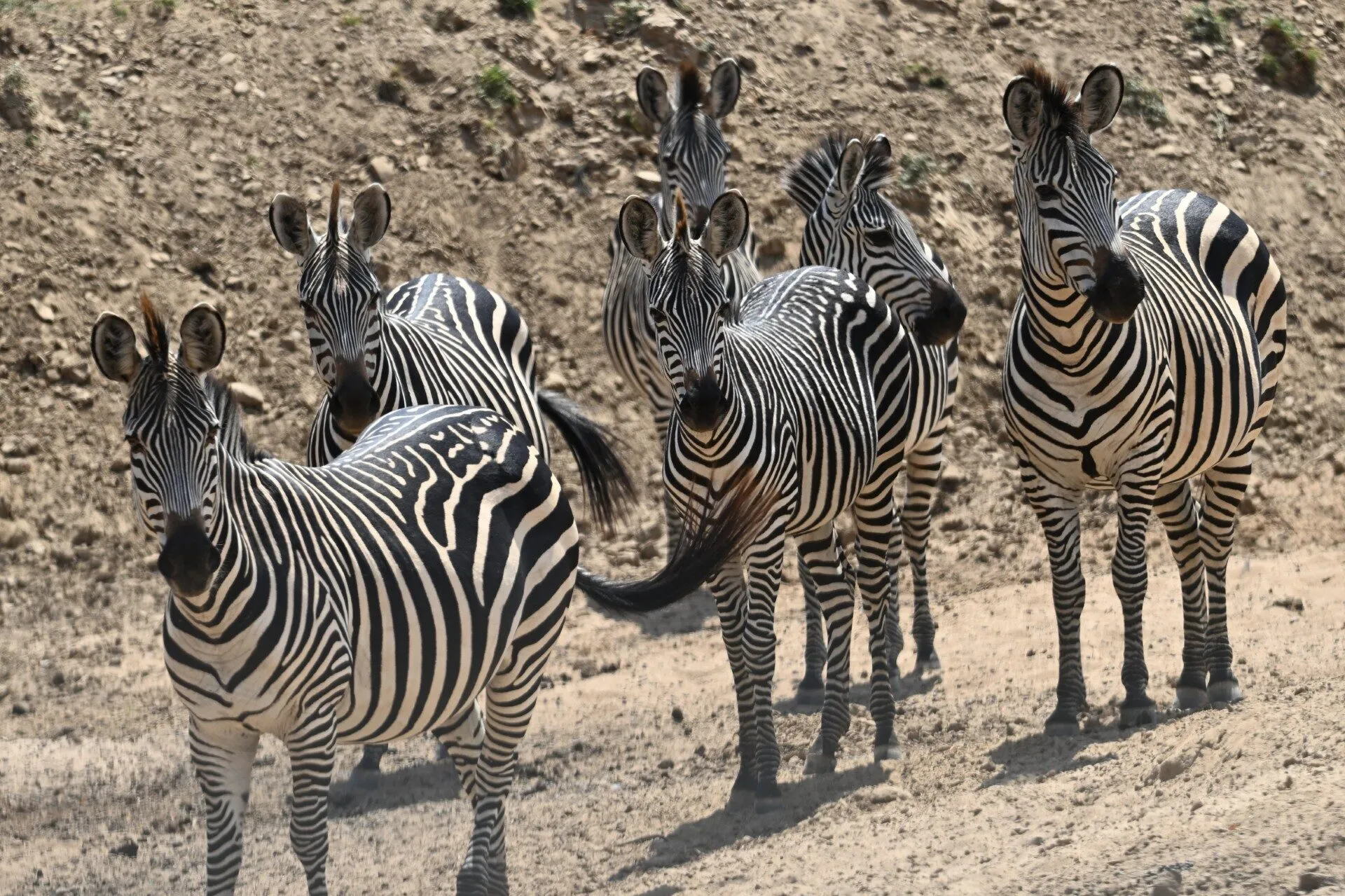A herd of zebras